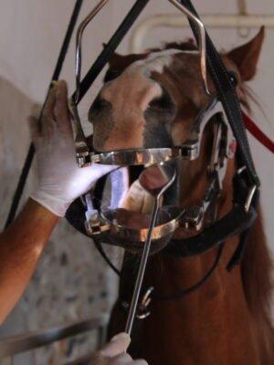 IMG_0857 Colgadero para odontología